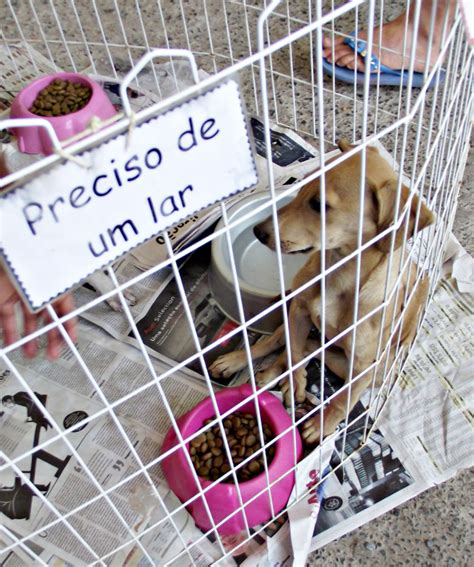 Cresce O Número De Animais Abandonados No Df Folha Do Cerrado