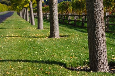 Beautiful Fall Colored Trees Stock Photo - Image of napa, tasting: 22257156