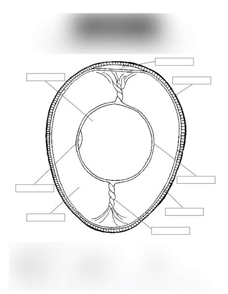 Culinary Arts - Parts of the Egg Diagram | Quizlet