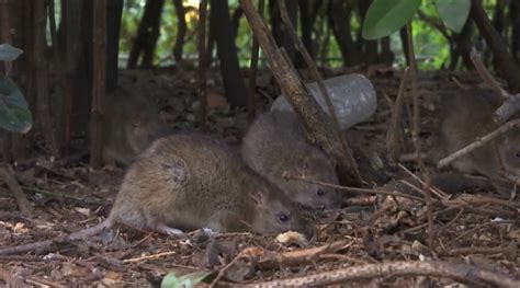 Victoria Ranked 7th Rattiest City In Canada 4th In Bc Ctv News