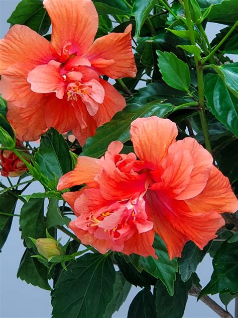 Double Peach Flower Hibiscus Tree Plant Tropical Plants Live Etsy