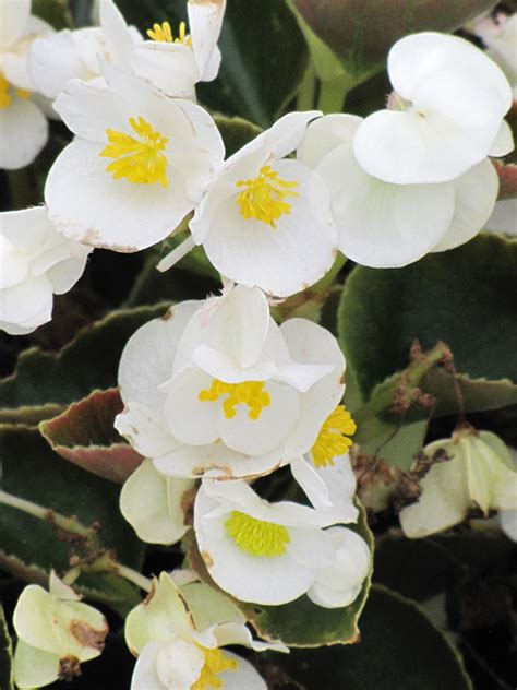 Bada Boom White Begonia Buchanan S Native Plants