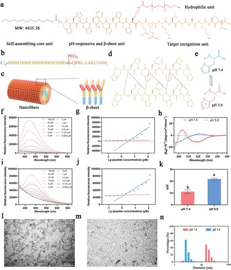 a) The peptide molecular structure is designed as a self‐assembling ...