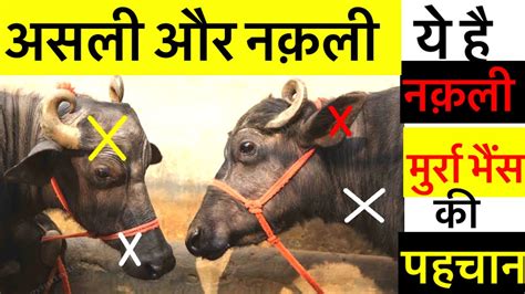 आपक पस ह सकत हनकल मरर भस जन असल क पहचनMurra bhains