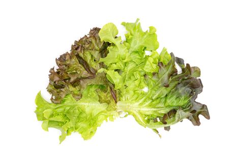 hydroponic vegetable leaf on white background ,Green leaves pattern ...