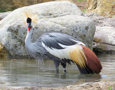 Download free photo of Grey crowned crane,uganda national bird,crane ...