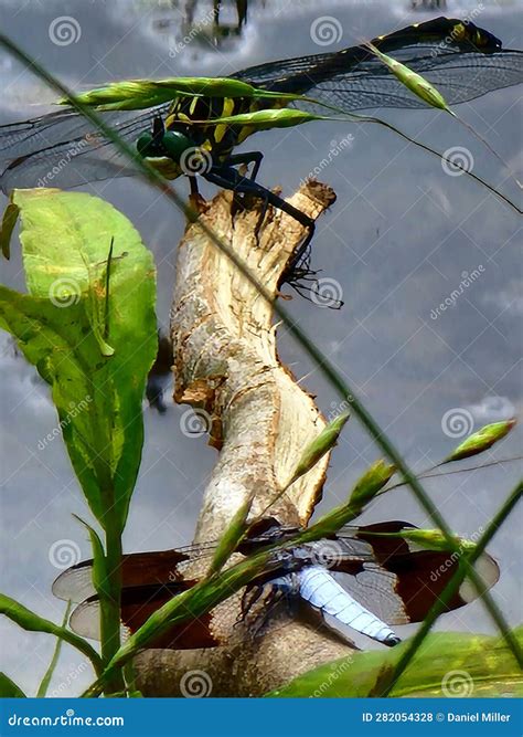 Dragonfly Pond Nature Art Bugs Stock Photo - Image of nature, bugs
