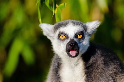 adorable lemur  madagascar  stock photo public domain pictures