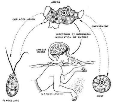 Brain Eating Amoeba life cycle | Current Health Advice, Health Blog ...