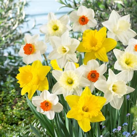 Garden State Bulb Cm Daffodil Naturalizing Mixed Flower Bulbs