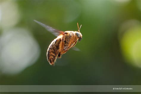 White Cheeked Carpenter Bee Singapore Geographic