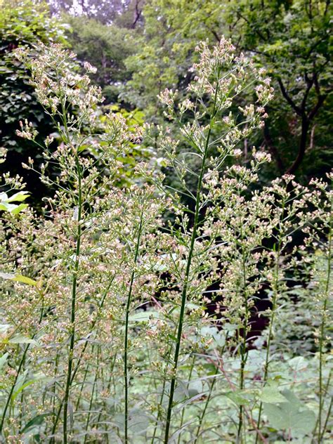 Erigeron canadensis (Butterweed, Canadian Horseweed, Colstail ...