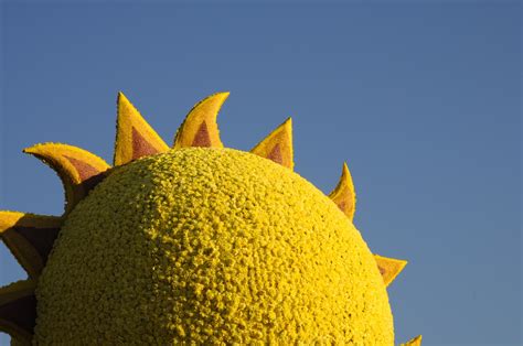 sun   flowers  stock photo public domain pictures