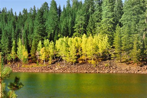 New Growth Aspen Photograph by Dennis Blum - Fine Art America