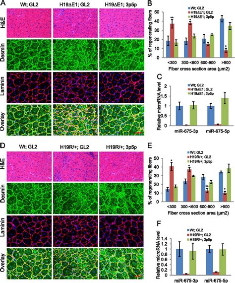 The H Long Noncoding Rna Gives Rise To Micrornas Mir P And Mir