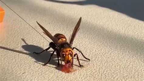 Nest Of Murder Hornets Found In Washington State