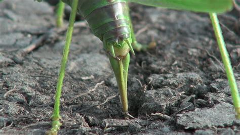 Tettigonia Viridissima. Big Green Grasshopper Lays Her Eggs In The Soil. Stock Footage Video ...