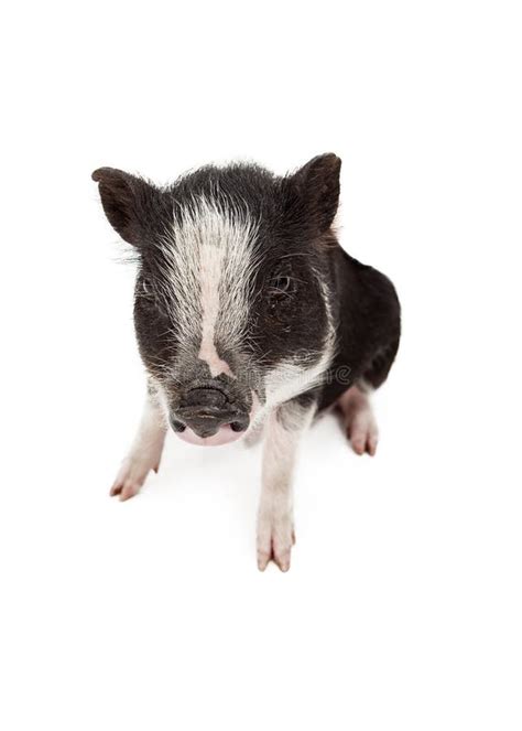 Little Black Piglet Stock Photo Image Of Piglet Cute 3875450