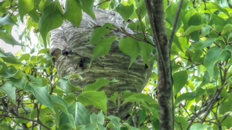 Backyard Birding....and Nature: Bald Faced Hornet Nest