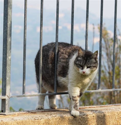 イタリア・ルネッサンスの中心地となった花の都フィレンツェを巡る Gotrip