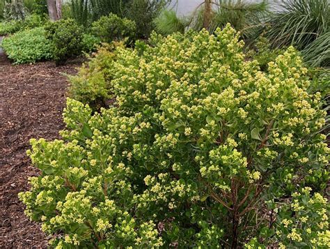 Baccharis Dioca Dwarf Saltbush — Florida Native Plants Nursery