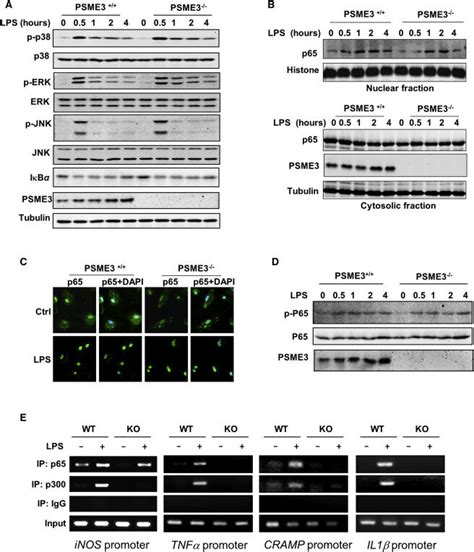 Psme3 Deficiency Inhibits The Binding Of P65 And Its Transcriptional