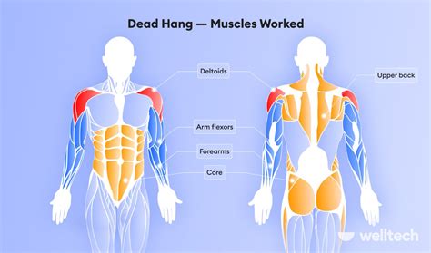 Dead Hang: How to, Benefits, & Muscles Worked - Welltech