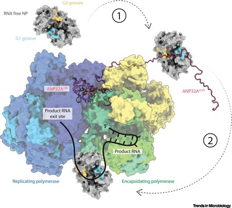 A Structural Understanding Of Influenza Virus Genome Replication