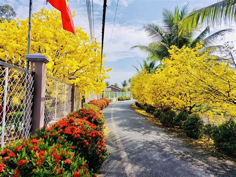 Con đường hoa mai vàng rực ở Đồng Tháp khiến dân mạng trầm trồ 