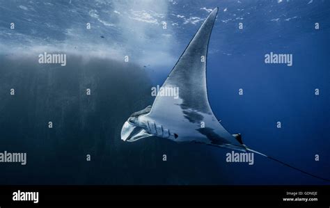 Giant oceanic manta ray Stock Photo - Alamy