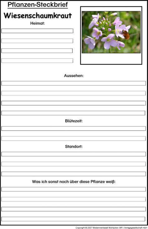 Pflanzensteckbrief Wiesenschaumkraut Medienwerkstatt Wissen © 2006