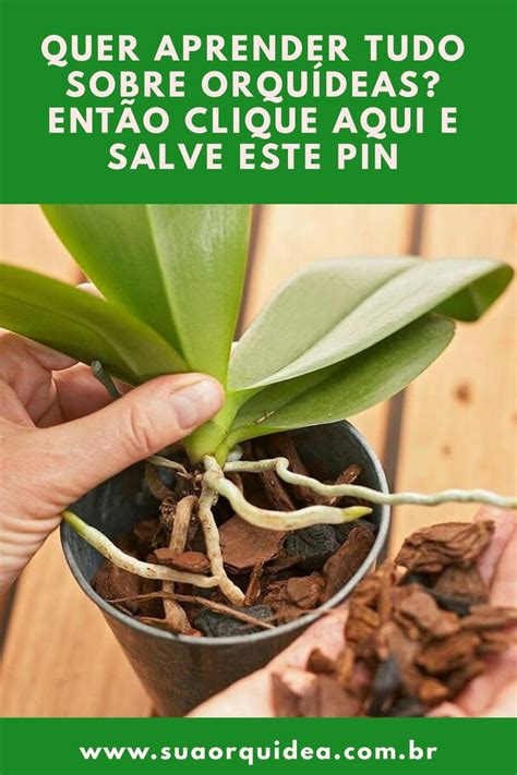 Quer aprender TUDO sobre Orquídeas VEJA ISTO Cultivo de