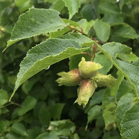 American Hazelnut Food Forest Nursery