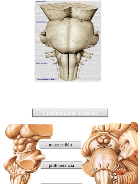 4 Tronco Encefálico Pdf Órgano Anatomía Neurociencia