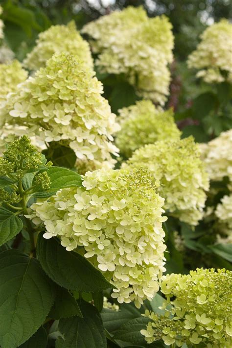 Limelight Hydrangea Tree Form Pahls Market Apple Valley Mn