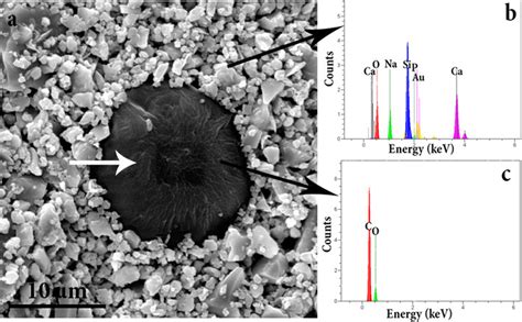 Typical Microstructure Of Bioactive Glasspclsodium Alginate Composite