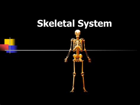 Skeletal System Ppt