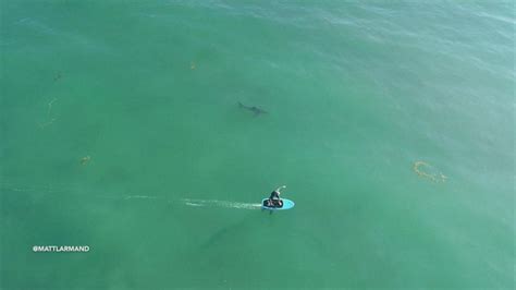 Drone Footage Shows Surfers Hitting The Water Near Sharks Video Abc News