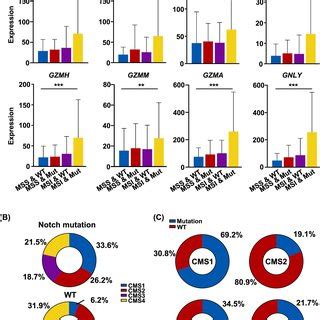 Notch Signaling Mutation Activates Immune Responses In Crc A The