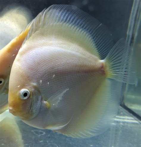 Couple de Discus Snow White Discus Farm JDL France La Qualité