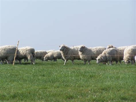 Free sheep herding Photos & Pictures | FreeImages