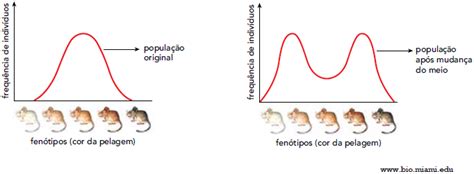 Quest O Uerj Biologia Classifica O E Evolu O Respondida