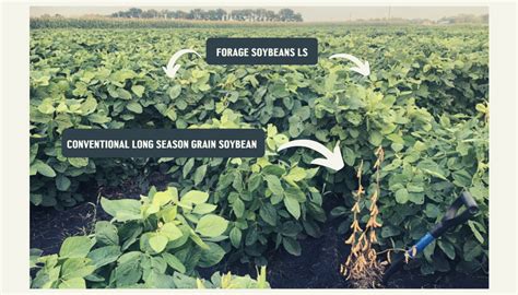 Forage Soybeans LS — A Plant Diversity Company