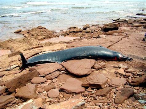 Sowerby’s Beaked Whale – "OCEAN TREASURES" Memorial Library