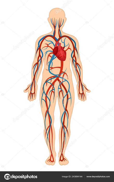 Quantos Quilômetros Tem O Vaso Sanguíneo No Corpo Humano