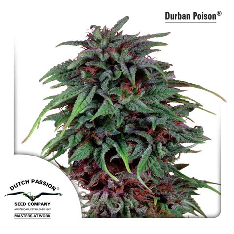 Durban Poison Feminised Indoor Outdoor