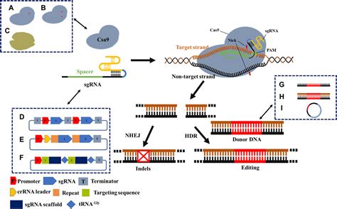 Frontiers The Application Of Crispr Cas Mediated Gene Editing In