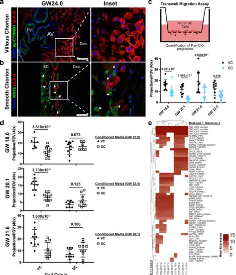 Ctbs Of The Sc Inhibit Evt Invasion A Immunofluorescence