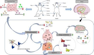 Frontiers Effect And Mechanism Of Acupuncture On Alzheimers Disease