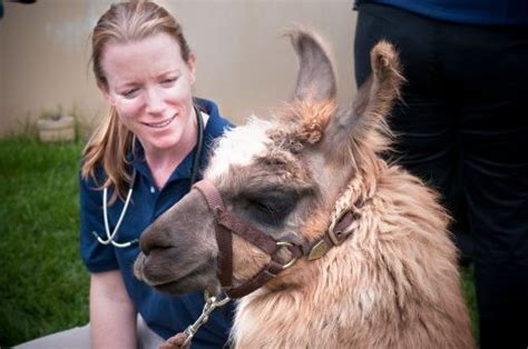 Llama Association of Australasia Inc - Medical & Maintenance